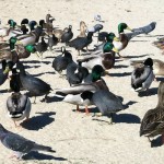 ducks
