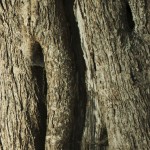 tree_trunk tree_trunk